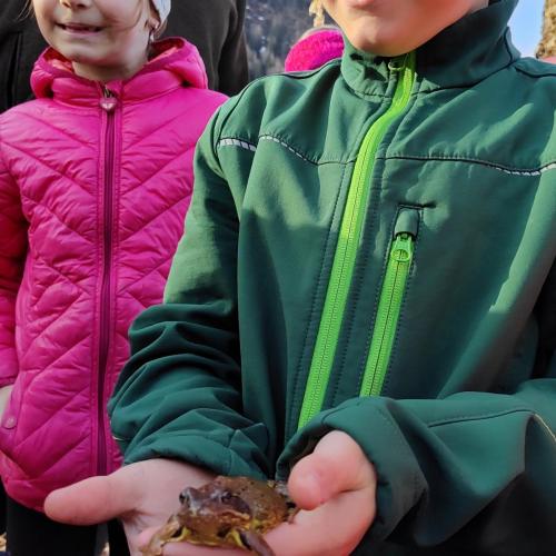 Frosch Liam